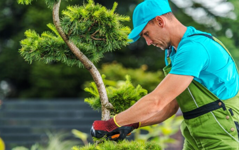 The Best Services to Keep Your Outdoor Space Safe, Functional, and Beautiful